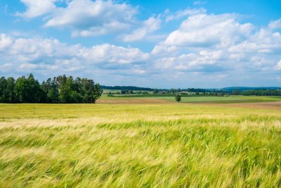 Nakupovat či vlastnit zemědělskou půdu se stále vyplácí